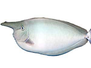 unicorn fish|Unicorn Fish: Characteristics, Size, Color, Taste .